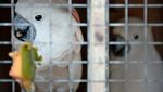 Repatriasi 73 Ekor Burung Endemik Indonesia