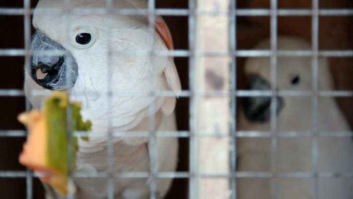 Petugas mengangkut peti berisi burung endemik Indonesia di Pusat penyelamatan dan rehabilitasi satwa liar Tasikoki, Bitung, Sulawesi Utara, Kamis (19/10/2023). Kementerian Lingkungan Hidup dan Kehutanan melalui Balai Konservasi Sumber Daya Alam (BKSDA) Sulawesi Utara berhasil memulangkan (repatriasi) sebanyak 73 ekor burung endemik yang terdiri dari jenis kakaktua jambul kuning, kakaktua raja, kakatua Maluku dan nuri kepala hitam yang merupakan hasil tindak pidana penyelundupan satwa liar di Filipina, selanjutnya seluruh hewan endemik tersebut akan melewati proses pemeriksaan serta rehabilitasi di pusat penyelamatan dan rehabilitasi satwa liar Tasikoki di Bitung sebelum dilepaskan ke habitat asalnya. ANTARA FOTO/Adwit Pramono/Spt.