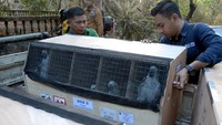 Kementerian Lingkungan Hidup dan Kehutanan melalui Balai Konservasi Sumber Daya Alam (BKSDA) Sulawesi Utara berhasil memulangkan (repatriasi) sebanyak 73 ekor burung endemik yang terdiri dari jenis kakaktua jambul kuning, kakaktua raja, kakatua Maluku dan nuri kepala hitam yang merupakan hasil tindak pidana penyelundupan satwa liar di Filipina.