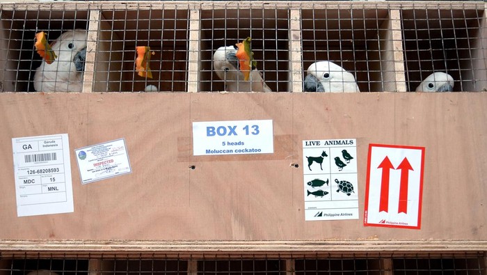 Repatriasi burung endemik Indonesia Petugas mengangkut peti berisi burung endemik Indonesia di Pusat penyelamatan dan rehabilitasi satwa liar Tasikoki, Bitung, Sulawesi Utara, Kamis (19/10/2023). Kementerian Lingkungan Hidup dan Kehutanan melalui Balai Konservasi Sumber Daya Alam (BKSDA) Sulawesi Utara berhasil memulangkan (repatriasi) sebanyak 73 ekor burung endemik yang terdiri dari jenis kakaktua jambul kuning, kakaktua raja, kakatua Maluku dan nuri kepala hitam yang merupakan hasil tindak pidana penyelundupan satwa liar di Filipina, selanjutnya seluruh hewan endemik tersebut akan melewati proses pemeriksaan serta rehabilitasi di pusat penyelamatan dan rehabilitasi satwa liar Tasikoki di Bitung sebelum dilepaskan ke habitat asalnya. ANTARA FOTO/Adwit Pramono/Spt.