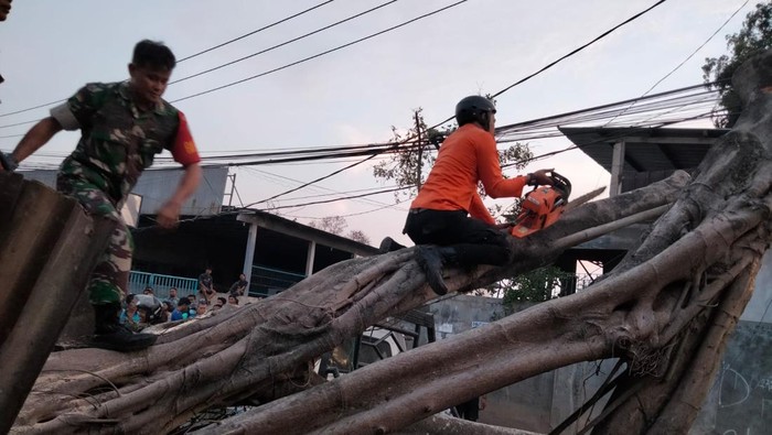 Sebuah pohon beringin tumbang di Desa Dayeuh, Kecamatan Cileungsi, Kabupaten Bogor, Jawa Barat (dok istimewa)