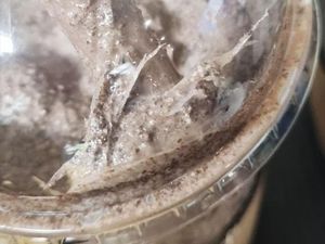 Malapetaka dari Segelas Smoothies Penuh Plastik