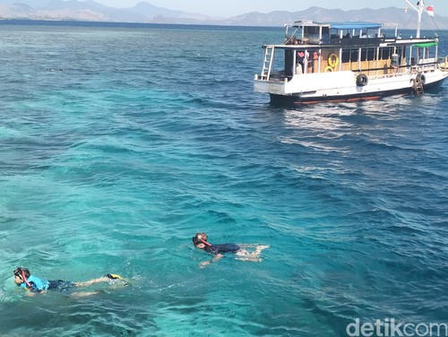 Turis sedang snorkeling di perairan Taman Nasional Komodo. (Ambrosius Ardin)