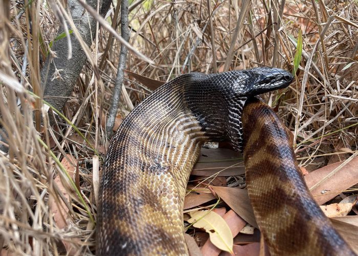Ular piton berkepala hitam
