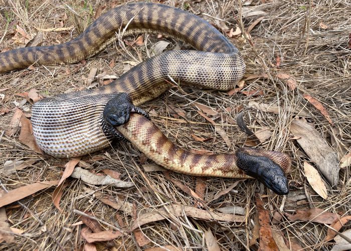 Ular piton berkepala hitam