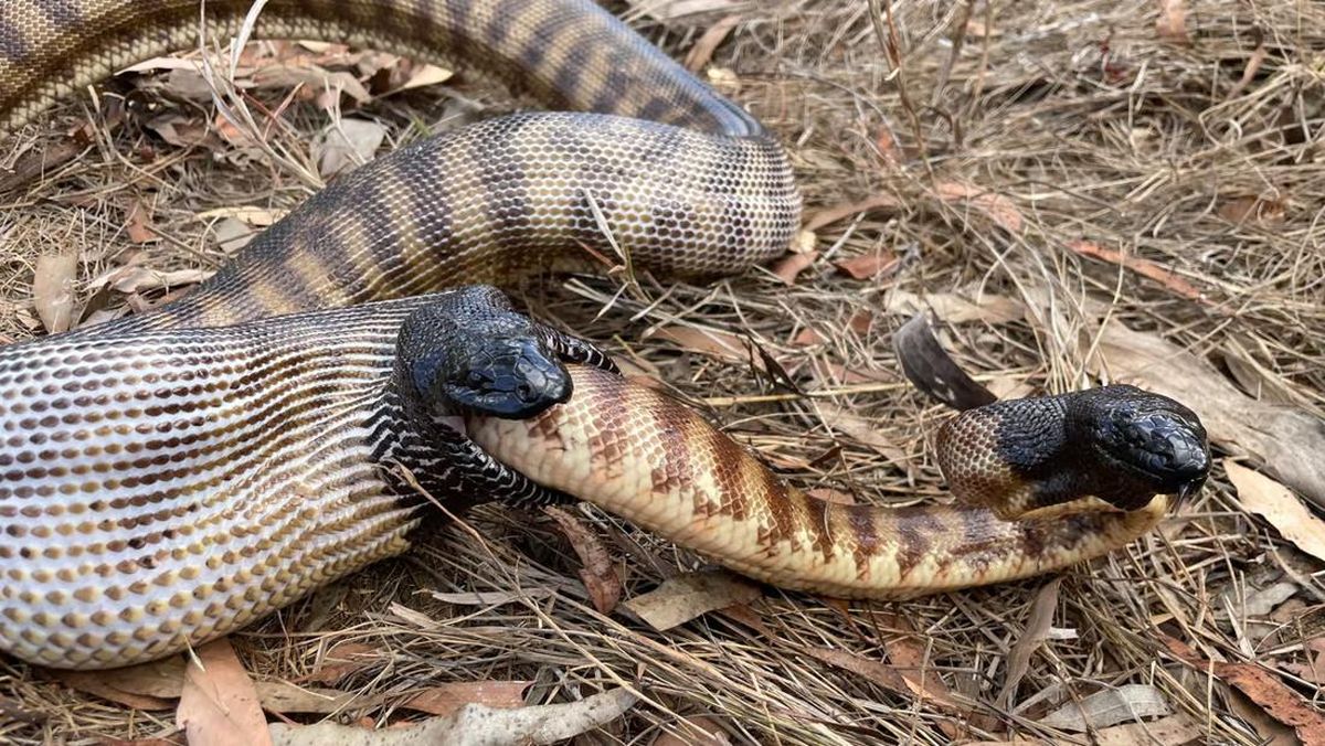 Vagina ichidagi fotosurat