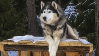 Viral Anjing Husky Berdarah Dibacok di Babelan Bekasi, Pelaku Dicari