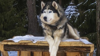 4 Hal Diketahui soal Anjing Husky Dibacok di Bekasi