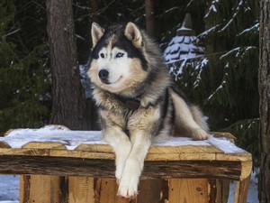 4 Hal Diketahui soal Anjing Husky Dibacok di Bekasi
