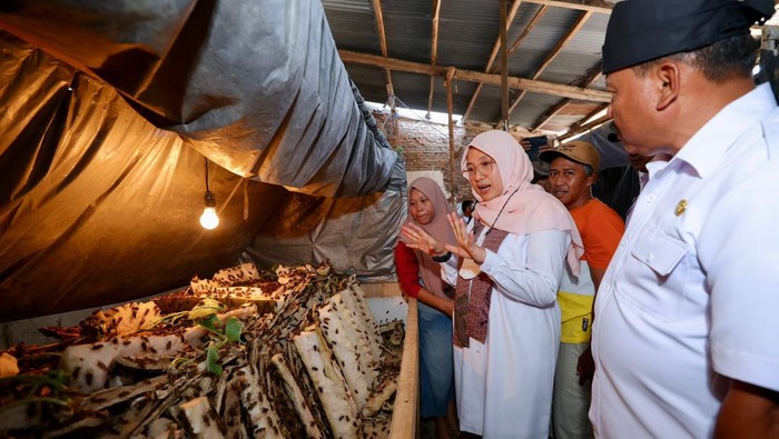 emak-emak banyuwangi ternak jangkrik