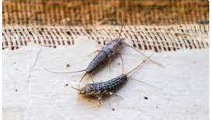 Gegat/Bugpest