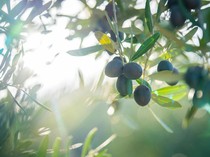 Tren Baru! Cara Bikin Kebun Cantik di Rumah Meski Tanpa Halaman Luas