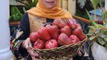 Khofifah Indar Prawansa, Sosok yang Hobi Kuliner hingga Panen Buah