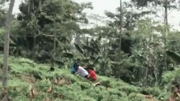 seorang pelajar dianiaya teman dan senior di kebun teh
