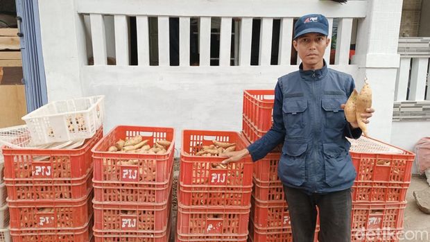 Ubi madu khas Sukabumi