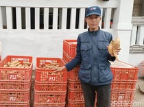 Jatuh Bangun Akay Tanam Ubi Madu hingga Ekspor ke Luar Negeri