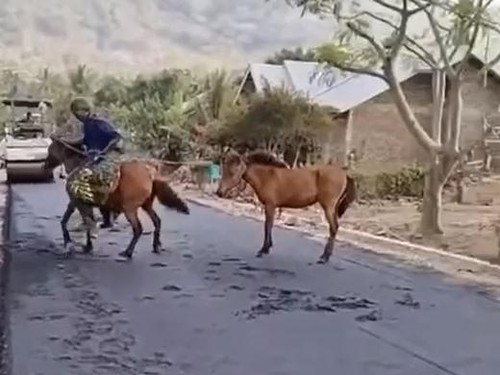 Viral video seorang pria penunggang kuda di Desa Karangora, Lembata, Nusa Tenggara Timur (NTT), menerobos jalan yang baru diaspal. (Tangkapan layar)