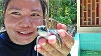 Melihat lebih dekat tukik di Sangalaki.