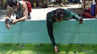 Mengambil tukik ada caranya, yakni pelan-pelan jika ia dari kolam.