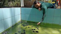 Jika bertemu, kalian pasti nggak tahan dengan keimutan tukik.