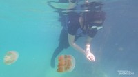 Mari berenang bersama ubur-ubur.