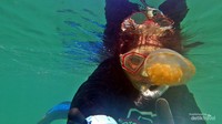 Ingat, jangan pakai sunblock, fin atau kaki katak dan pelan pelan jangan sampai ketabrak ubur-uburnya.