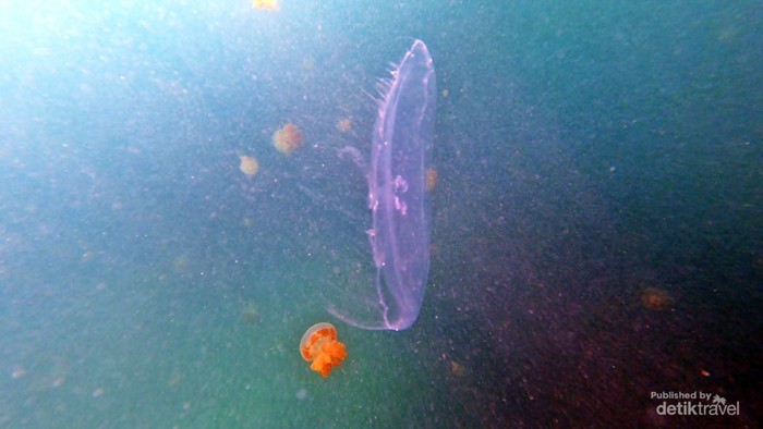 Ubur Ubur bulan Aurelia aurita.