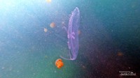 Ubur-ubur bulan aurelia aurita.