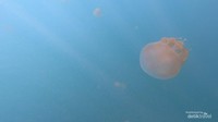 Ubur-ubur terbalik cassiopea ornata.