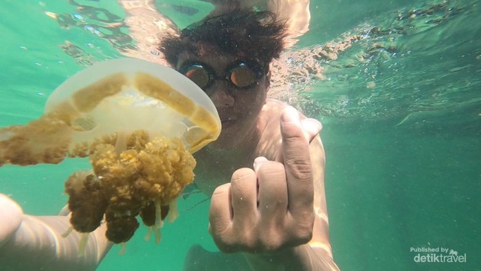 Ribuan Ubur-ubur Tinggal di Pulau Kakaban Kaltim, Kenali Jenisnya