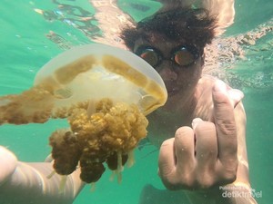 Ribuan Ubur-ubur Tinggal di Pulau Kakaban Kaltim, Kenali Jenisnya
