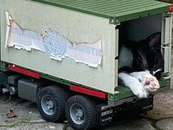 Bukan Hasil Photoshop, Deretan Foto Membingungkan Ini 100% Asli