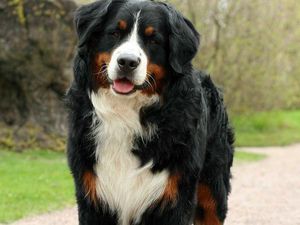 Korsel Setujui Larangan Konsumsi Daging Anjing