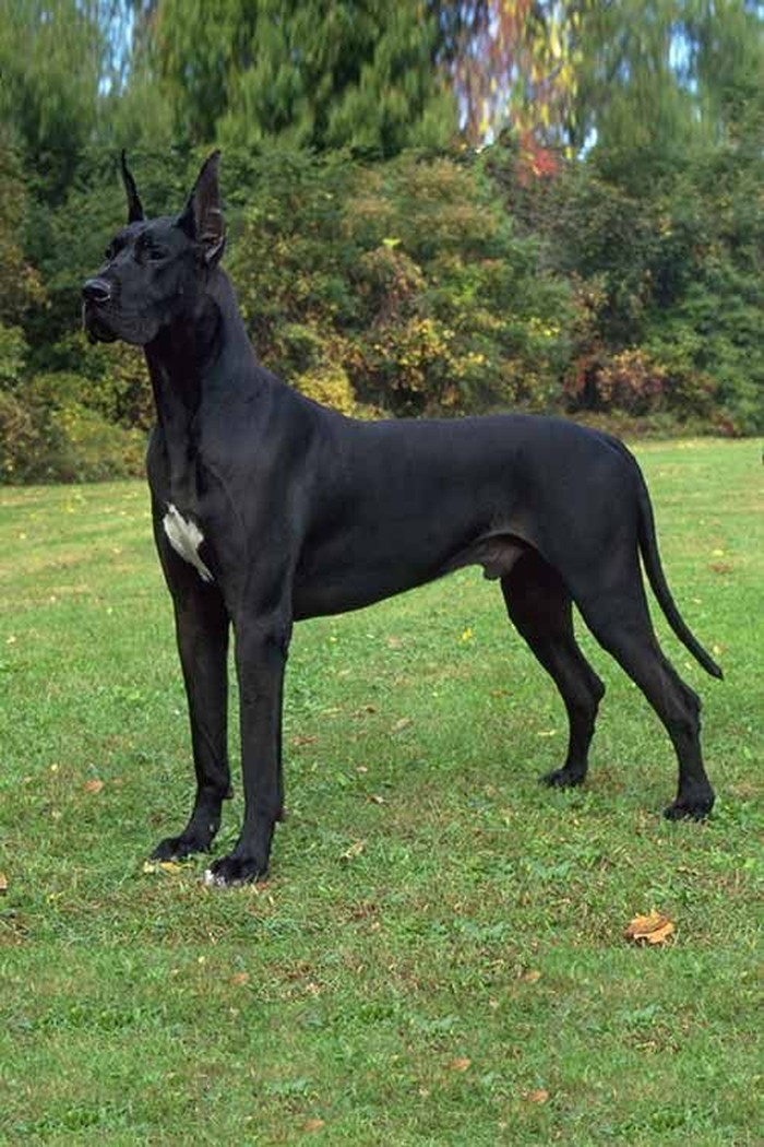 Great Dane.