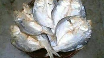 Ikan yang hadir tiap tanggal tua. Foto: Facebook