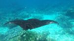 Menari Bersama Manta di Sangalaki