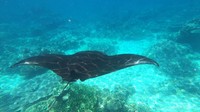 majestic creature from the Ocean