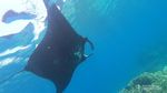 Menari Bersama Manta di Sangalaki