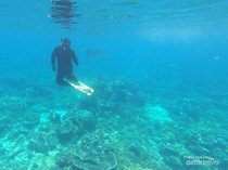 Menari Bersama Manta di Sangalaki