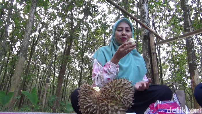 Pengunjung menikmati durian mentega khas lereng Gunung Semeru.