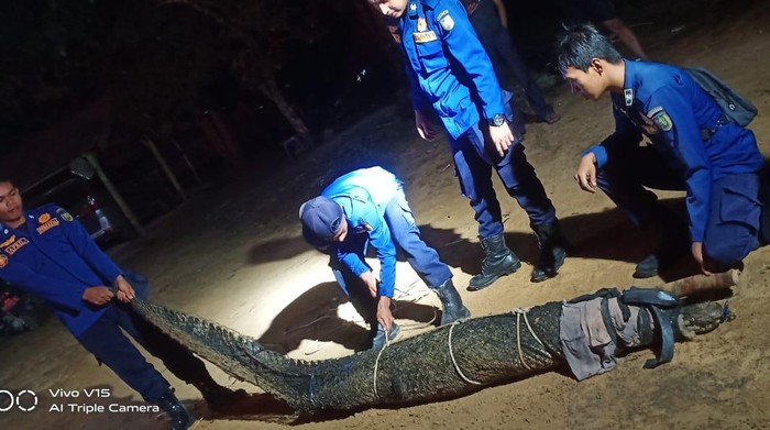 Petugas Dinas Damkar Natuna saat evakuasi buaya muara berukuran 3 meter yang tersangkut di jaring nelayan. (Foto: Dok. Dinas Damkar Natuna)
