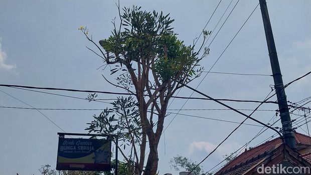 pohon tabebuya menangis