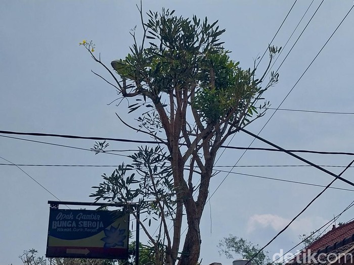 pohon tabebuya menangis