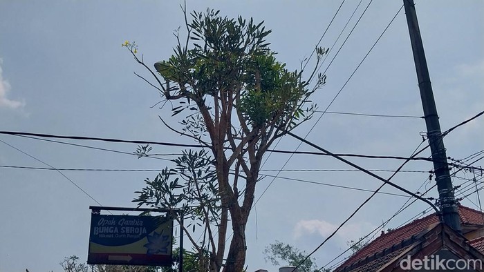 Pohon Tabebuya yang mengeluarkan air seperti menangis di Kepanjen, Malang.