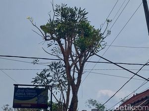 Fakta-fakta dan Penjelasan Pohon Tabebuya Menangis di Kepanjen Malang