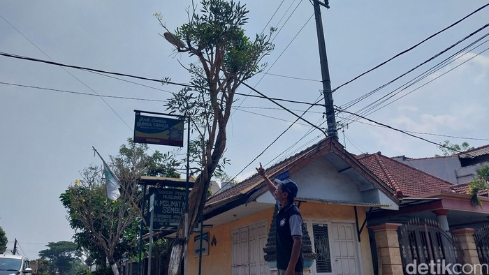 Pohon Tabebuya yang mengeluarkan air seperti menangis di Kepanjen, Malang.