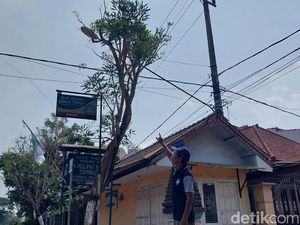 Analisis Penyebab Pohon Tabebuya Menangis di Kepanjen Malang