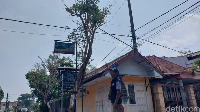 Pohon Tabebuya yang mengeluarkan air seperti menangis di Kepanjen, Malang.