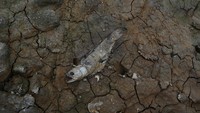 Kekeringan juga membuat ikan mati. 