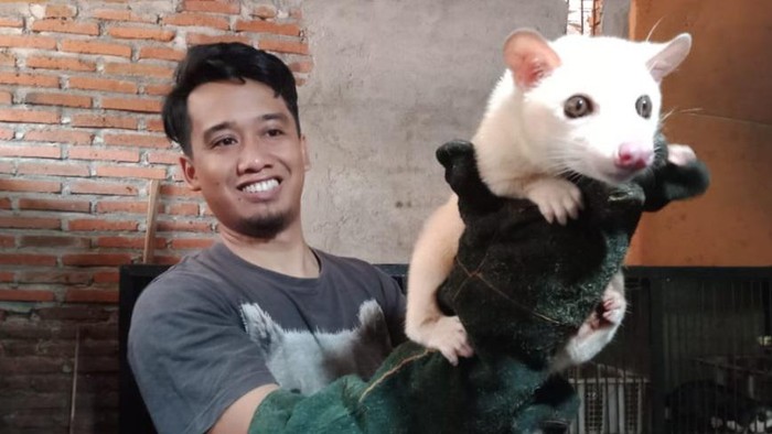 Bayu saat menunjukkan musangnya